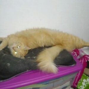 Meet your Posher, Pliar